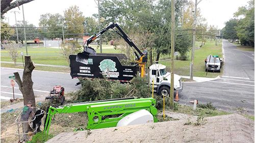 Big Branch Tree Service - Superior Tree Services In Jacksonville - Big ...